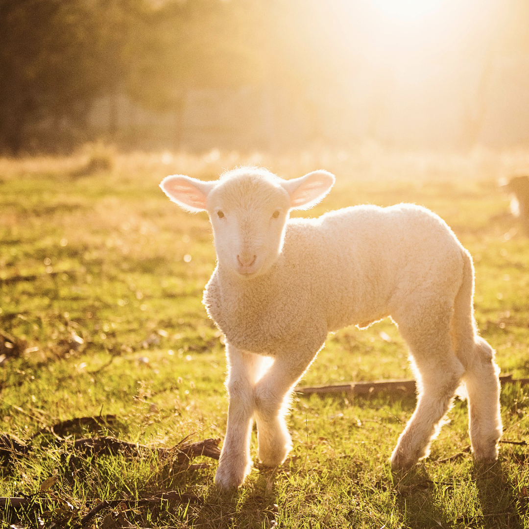 5 Gründe für Wolle im Sommer